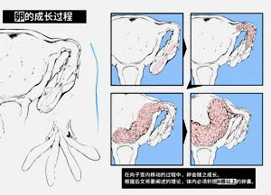 第11页图