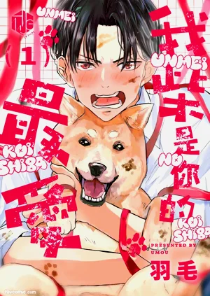 Ummei no Koi Shiba︱我「柴」是你的最爱图